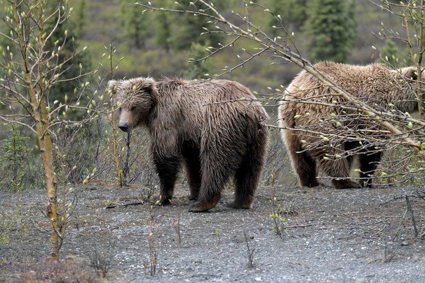 Alaska Denali National Park