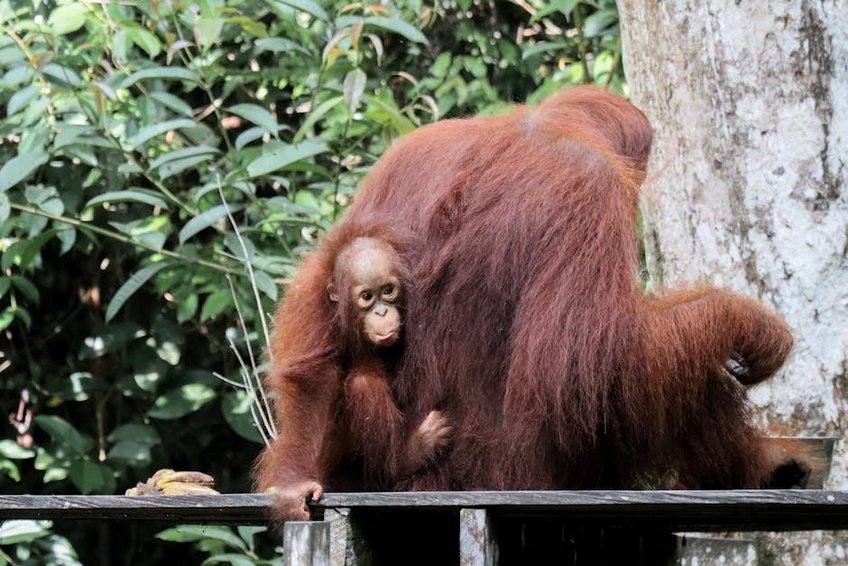 Borneo Orangutan Reserve