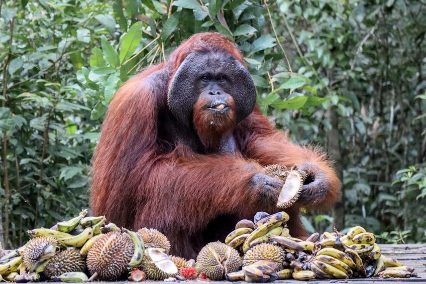 Borneo Orangutan Reserve