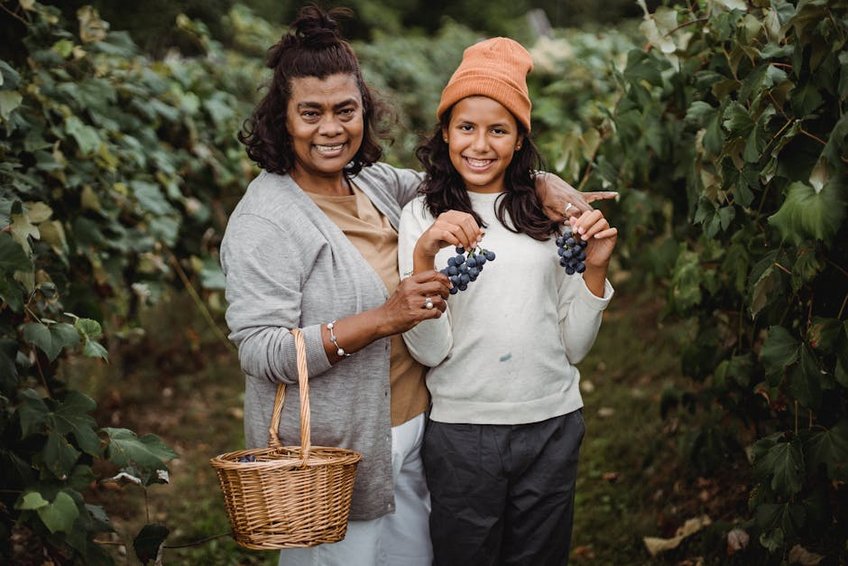 Bozcaada Grape Harvest