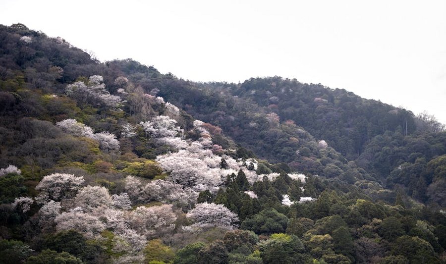 Cherry Blossom Season in Kyoto