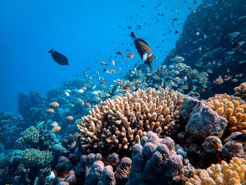 Diving and Conservation on Fiji Coral Reefs