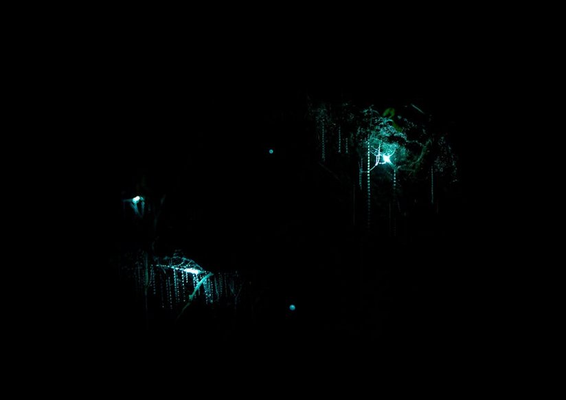 Glowworm Cave Tour in New Zealand