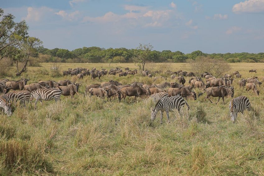 Kenya Masai Mara Migration Season