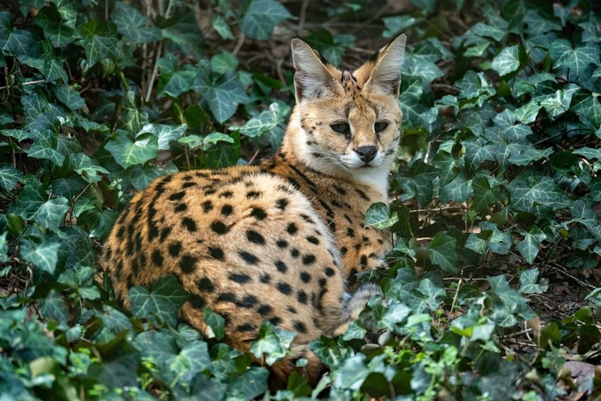 Night Safari and Wildlife