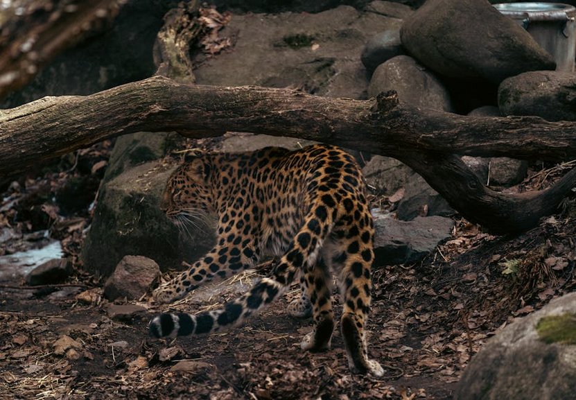 Night Safari and Wildlife