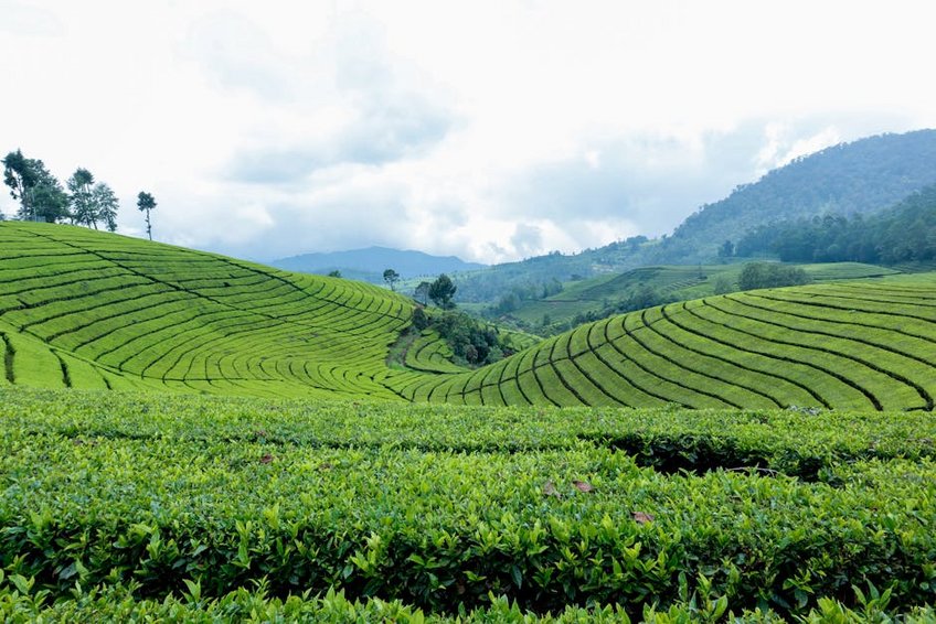Overnight Camp in Paraguayan Tea Fields