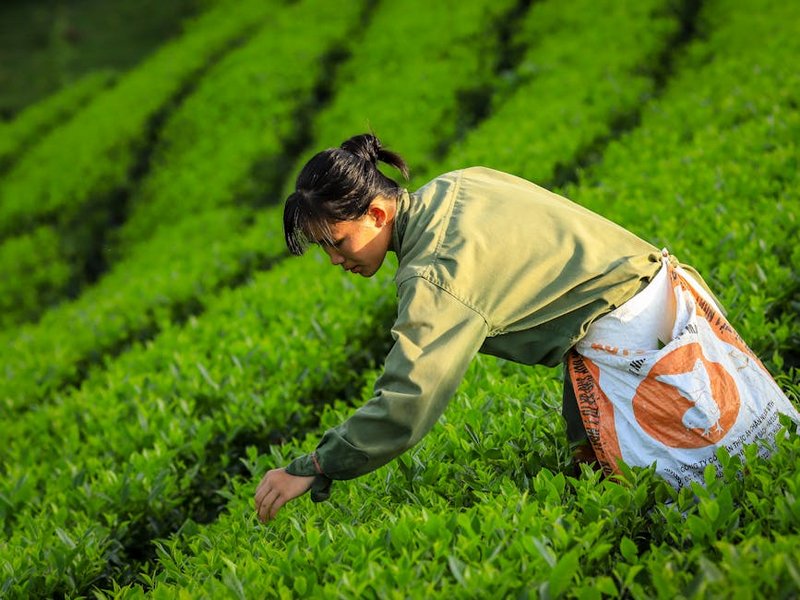 Overnight Camp in Paraguayan Tea Fields