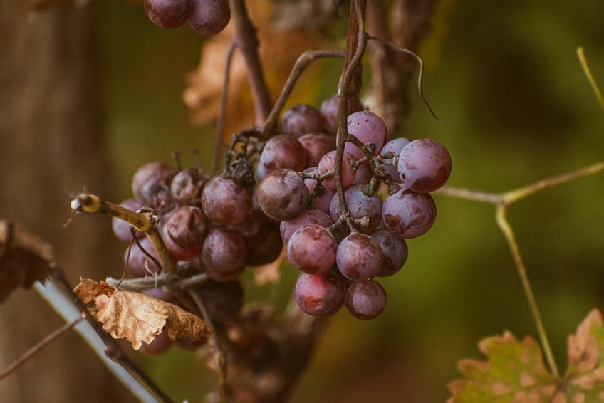 Provence Grape Harvest