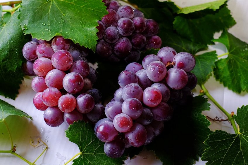 Provence Grape Harvest