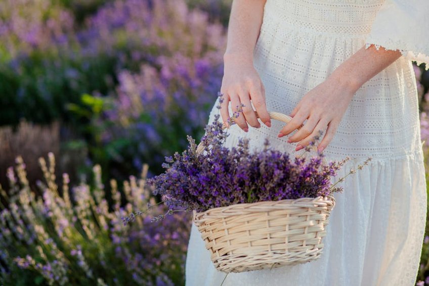 Spring Lavender Harvest Route