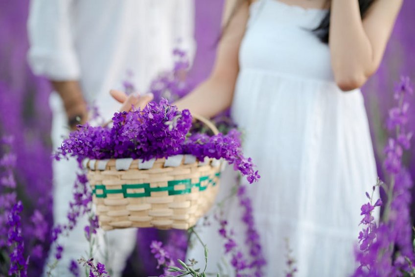 Spring Lavender Harvest Route