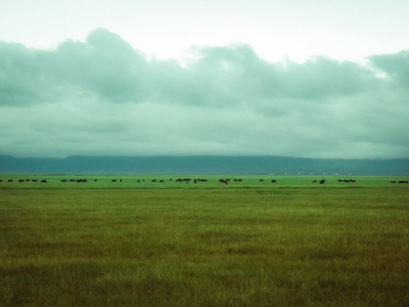 Tanzania Serengeti Safari
