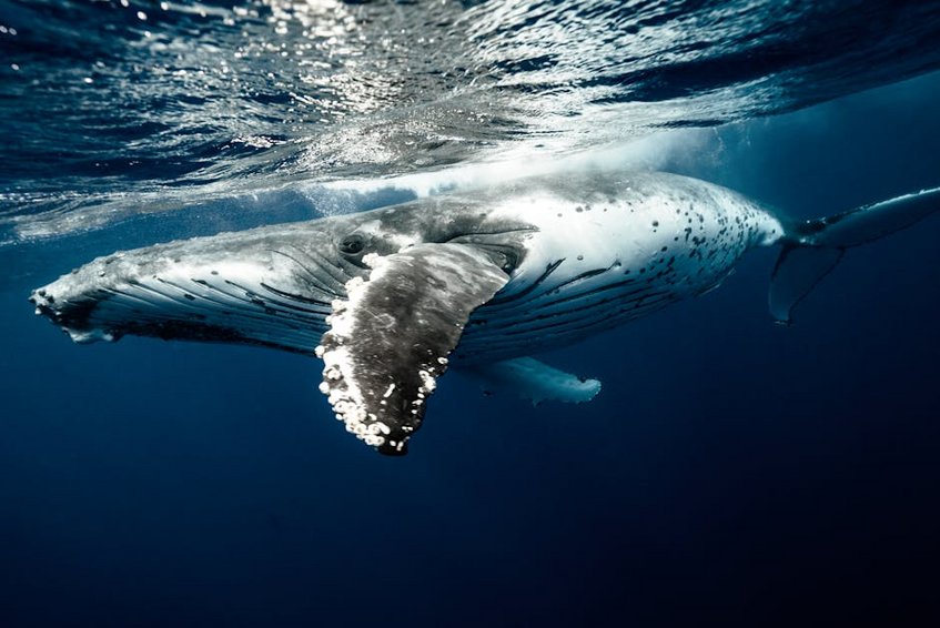 Tonga Whale Watching