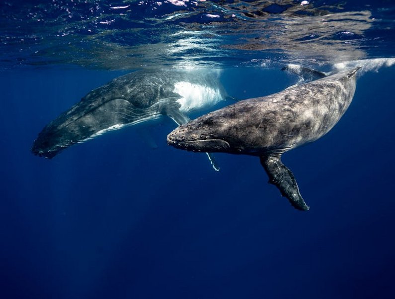 Tonga Whale Watching