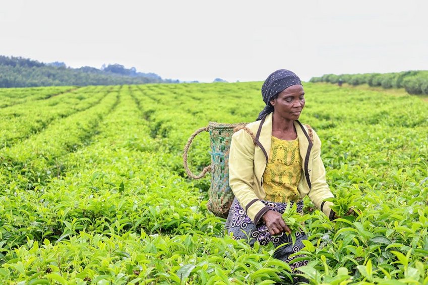 Yoga Among African Tea Plantations