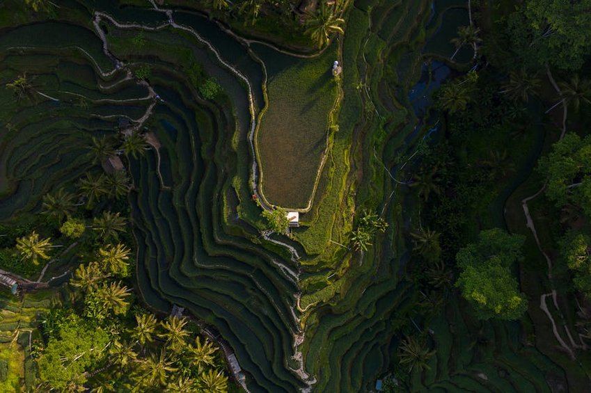 Bali Ubud Rice Terrace Sunrise