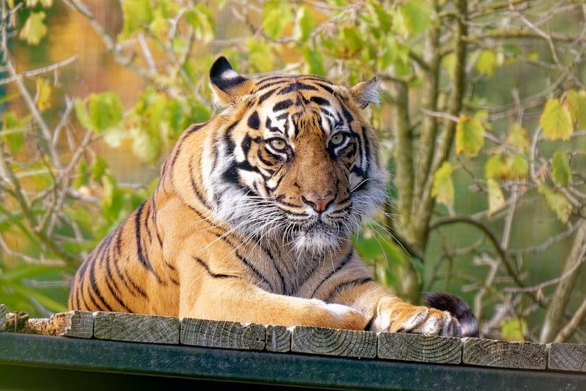Bangladesh Sundarbans Mangrove Forest