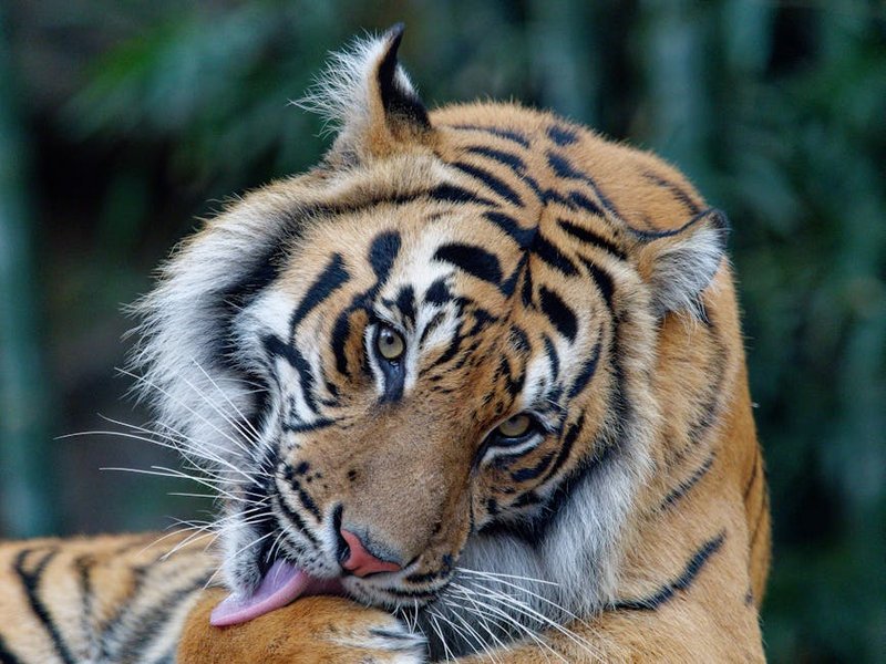 Bangladesh Sundarbans Mangrove Forest