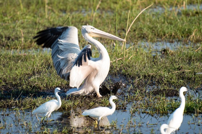 Botswana Okavango Delta Safari