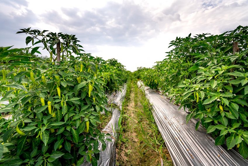 Cambodia Kampot Pepper Plantations