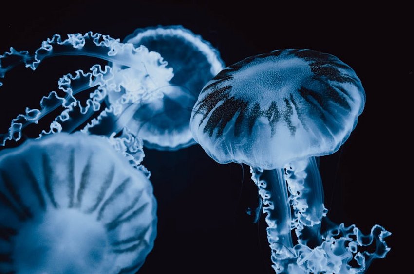 Cambodia Koh Rong Island Bioluminescence