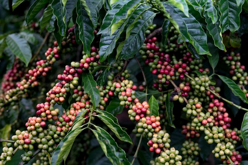 Colombia Coffee Triangle Tour