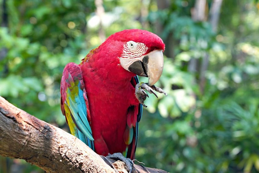 Costa Rica Rainforests