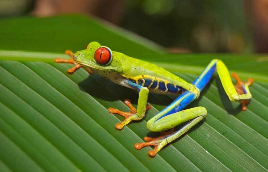 Costa Rica Rainforests