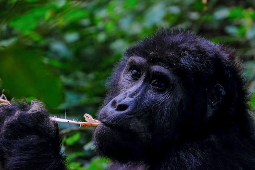 Democratic Republic Congo Virunga Mountain Gorillas