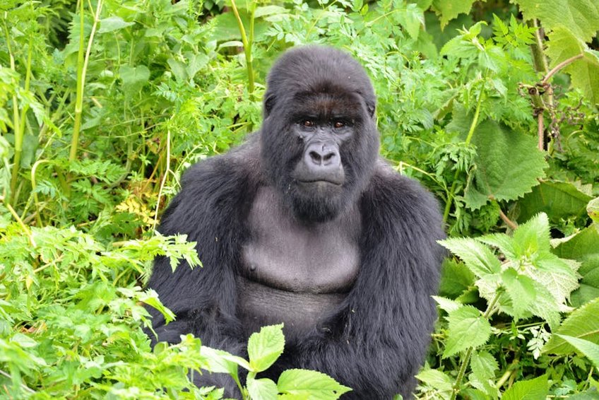 Democratic Republic Congo Virunga Mountain Gorillas