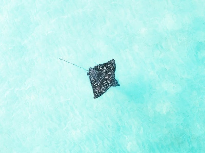 French Polynesia Moorea Stingray Encounter