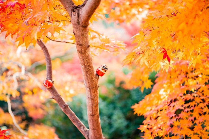 Japan Momiji Autumn Leaves