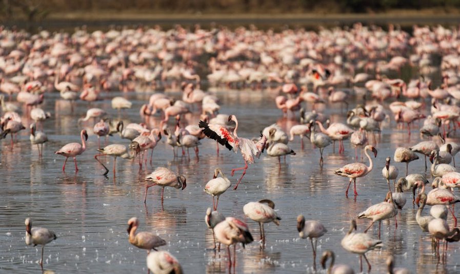 Kenya Lake Nakuru Flamingo Watching