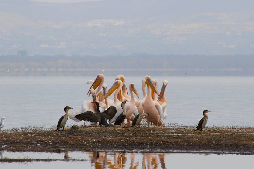 Kenya Lake Nakuru Flamingo Watching