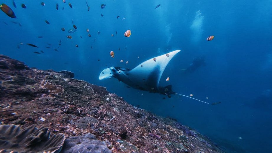 Maldives Baa Atoll Manta Rays