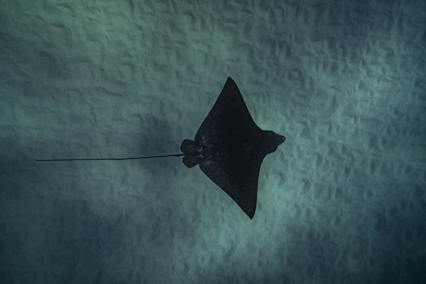 Maldives Baa Atoll Manta Rays