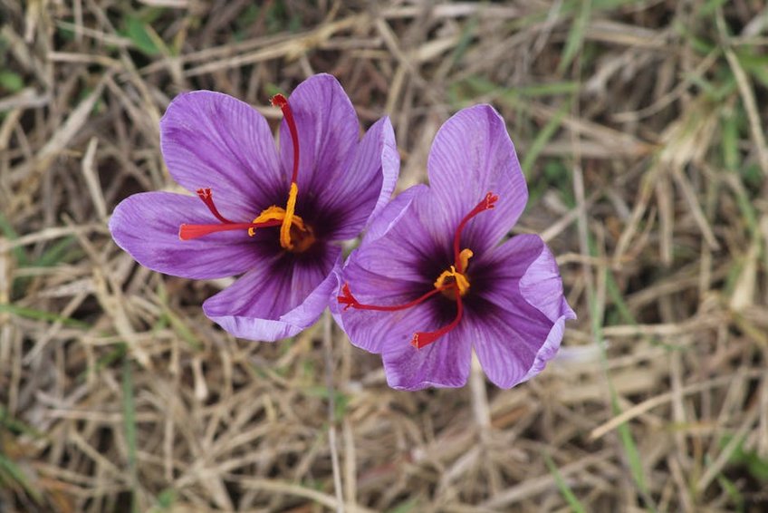 Mardin Saffron Harvest Experience