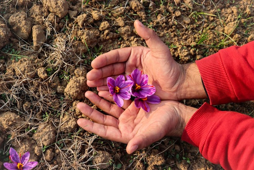 Mardin Saffron Harvest Experience