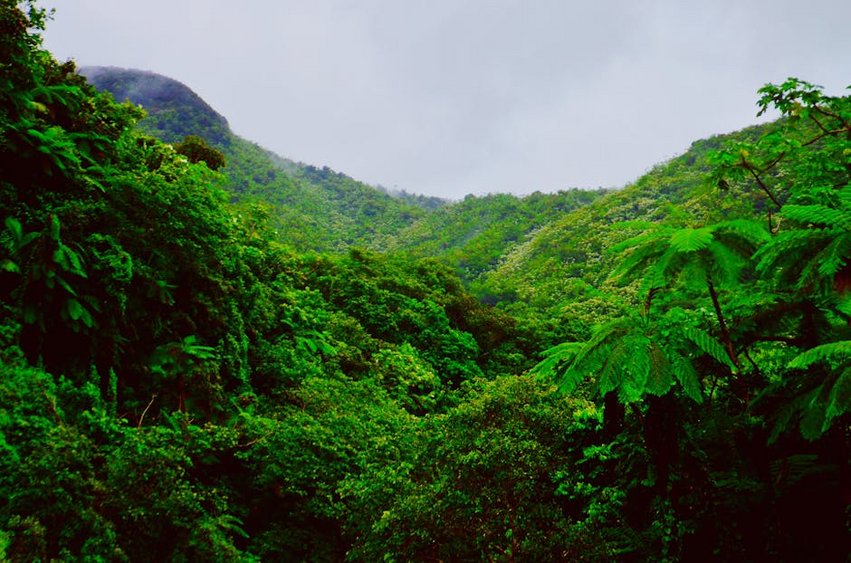 Puerto Rico El Yunque Rainforest
