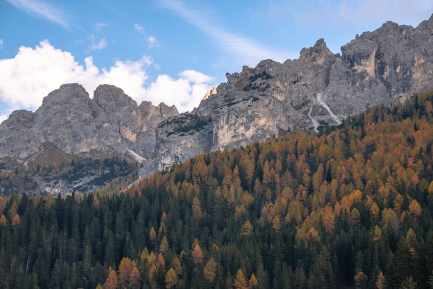 Rwanda Gorilla Trekking Experience