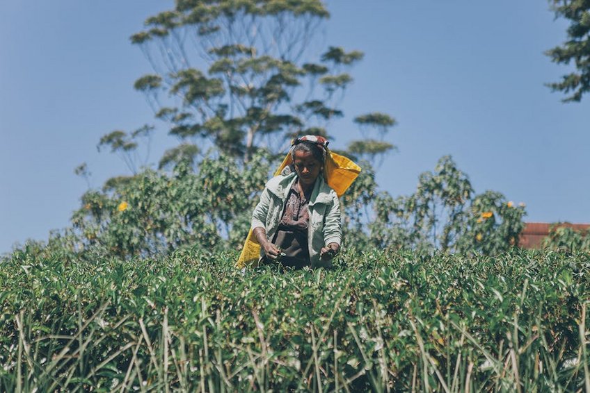 Sri Lanka Tea Plantations