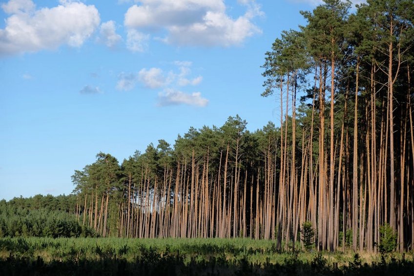 Suriname Brownsberg Nature Park