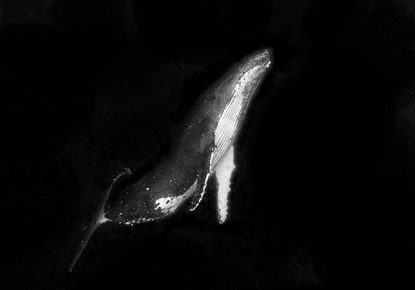 Tonga Vava'u Humpback Whale Swimming