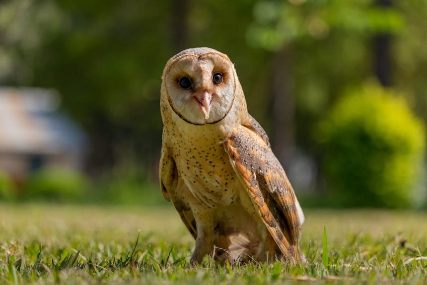 Uganda Bwindi Impenetrable Forest