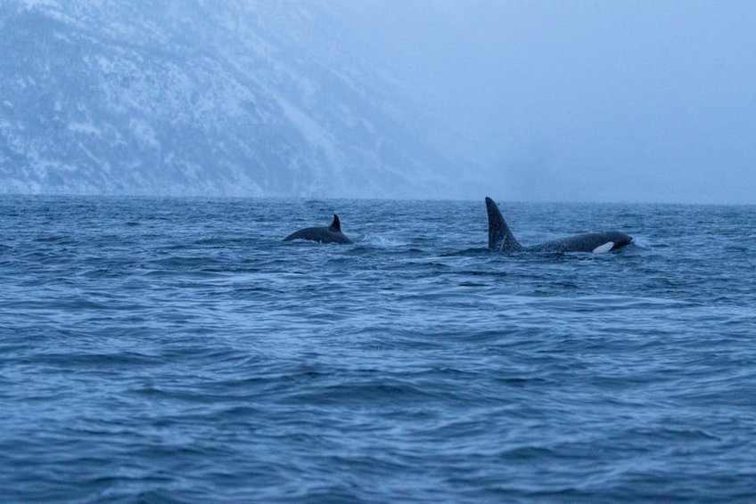 Wyoming Yellowstone Winter Wildlife