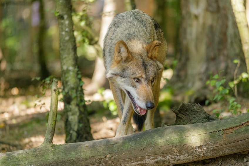Belgium Ardennes Forest Hiking