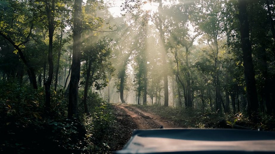 Brazil Pantanal Wildlife Safari