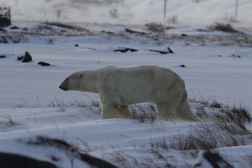 Canada Churchill Manitoba Polar Bear Town