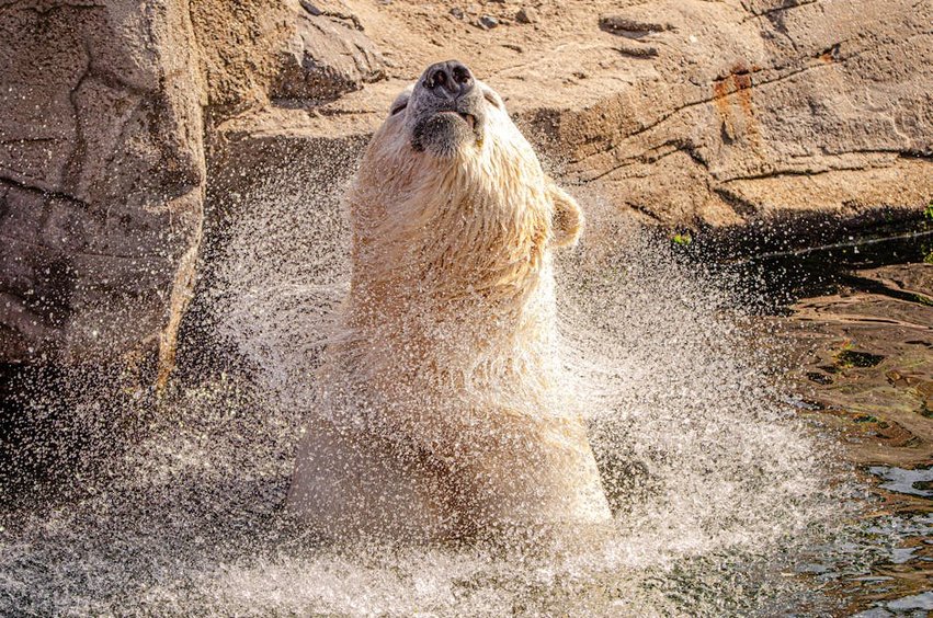 Canada Churchill Manitoba Polar Bear Town